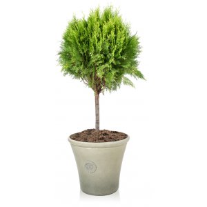 Tuja východná (Thuja orientalis) ´AUREA NANA´(-25°C) - výška 60-70 cm, kont. C9L - GUĽKA